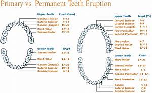Questions About Children 39 S Teeth And Dental Health San Pedro