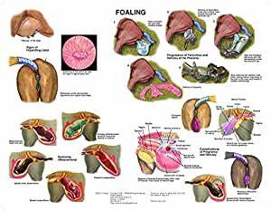 amazon com equine mare foaling chart horse science prints pet