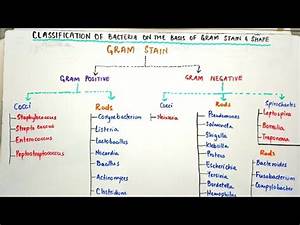 Classification Of Bacteria On The Basis Of Gram Stain And Shapes Of