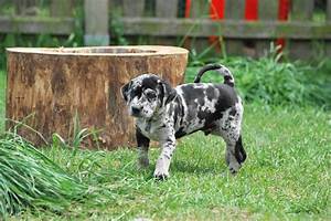 catahoula leopard dog puppies rescue pictures information