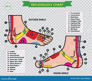 Foot Reflexology Chart Stock Illustration Image 57611420