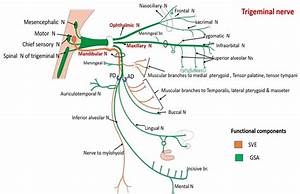 Trigeminal Nerve Subdivisions Functional Components Structures