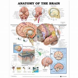 Anatomy Of The Brain Anatomical Chart 20 39 39 X 26 39 39