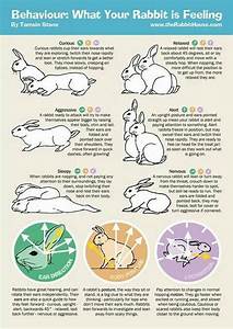 Bonding With Your Bunny Rabbits Indoors