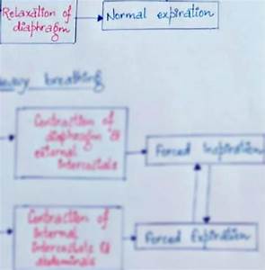 Solution Respiration System Flow Chart Studypool