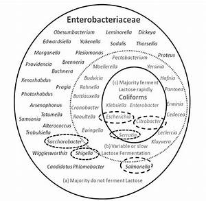 Enterobacteriaceae Bioscience Diagnostics Pte Ltd