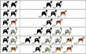 Australian Shepherd Color Genetics Charts Australian Shepherd Colors