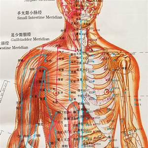 Chinesische Medizin Körper Akupunkturpunkte Meridiane Und Acupoints