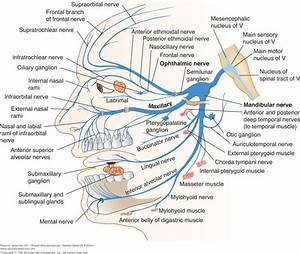 Trigeminal Nerve Anatomy Dental Anatomy Facial Nerve Anatomy Nerve