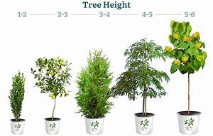 Plant Sizes Plantingtree