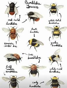 219 Best Bees Honey Images On Pinterest Bees Honey Bees And Bumble