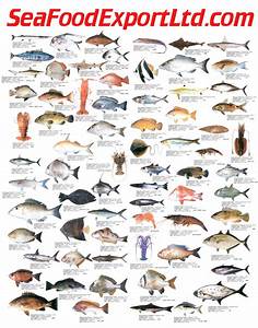 Animal Science Ocean Animals Sea Fish