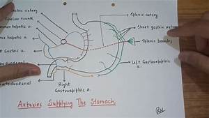 Stomach Blood Supply Youtube