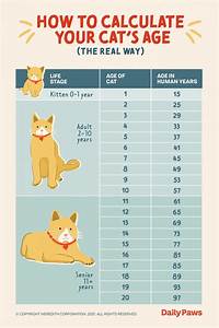 The Real Way To Calculate Your Cat 39 S Age In Human Years Daily Paws