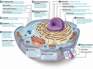 Cheek Cells Microscopic Diagram