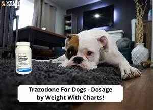 Trazodone For Dogs Dosage By Weight With Charts 2024 We Love Doodles