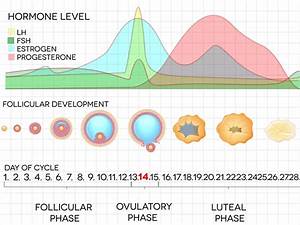 What Hormones Are Imbalanced In Pcos Healthstatus