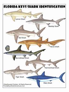 Sharks Species Identification Chart Shark Fishing Shark Florida Keys