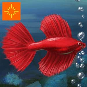 what are the seven magic fish in fish tycoon rentdashboard