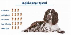 English Springer Spaniel Dog Breed Everything That You Need To Know At