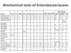 Enterobacteriaceae Flow Chart