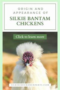 Origin And Appearance Of Silkie Bantam Chickens Silkies Silkie