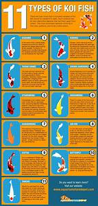 The 11 Most Popular Types Of Koi For Your Pond Aquariumstoredepot