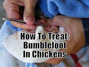 How To Treat Bumblefoot In Chickens Types Of Chicken Chickens
