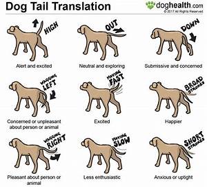  Waging Chart Asheville Dog Company Dog Trainer Dog Training