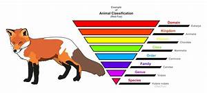 Classification Of Animals The Complete Guide A Z Animals