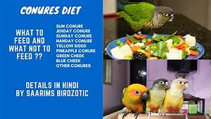 Conures Diet Diet For Conures Conures Food Details In Hindi By