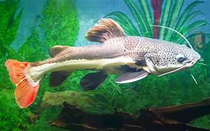Redtail Catfish Habitat Care Feeding Tank Size 