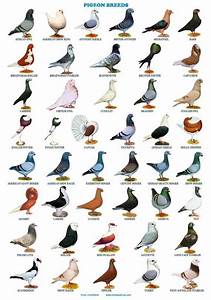 প থ ব ত অবস থ ত সমস ত কব তর র প রজ ত গ ল র ন ম List Of All Pigeons