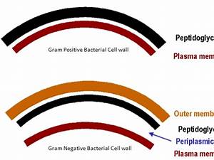 Gram Staining Principle Procedure And Results Microbeonline Gram