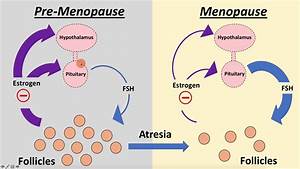 Menopause And Anti Mullerian Hormone Amh Youtube