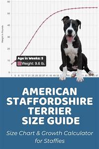 Interactive American Staffordshire Terrier Growth Chart And Calculator