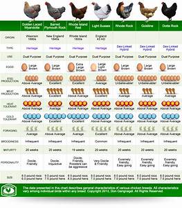 Top Chicken Breed Comparison Infographic Homesteader