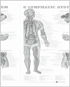 Lymphatic System Archives Graph Diagram