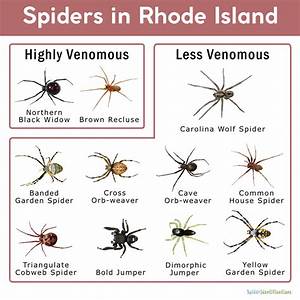 spiders in rhode island list with pictures