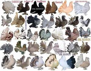 indian fantail pigeon chart pigeon cage pigeon bird cute wild animals