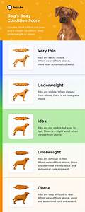 How Do You Know If Your Dog Is Underweight