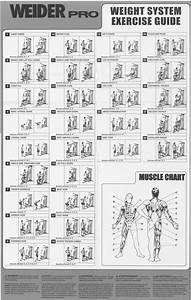 Printable Weider Exercise Chart Pdf Printable Word Searches