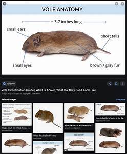 Viewing A Thread Rodent Id