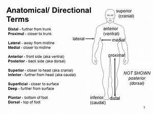 Directional Terms Human Body Human Body Worksheets