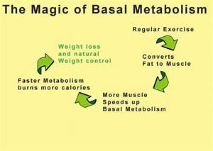 Basal Metabolic Rate And Longevity