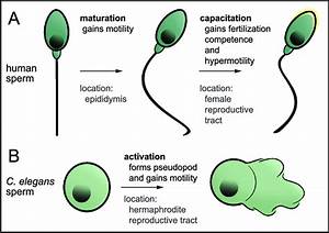Spermatogenesis Flow Chart