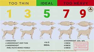Overweight Dogs Weight Loss Homeskooling 4 Dogs