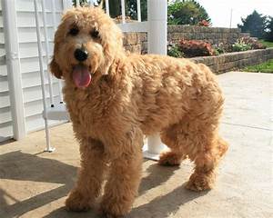 Straight Haired Goldendoodle