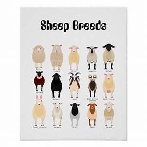 Sheep Breeds Chart Zazzle Com