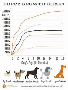 All Dog Weight Growth Chart Black Labrador Dog